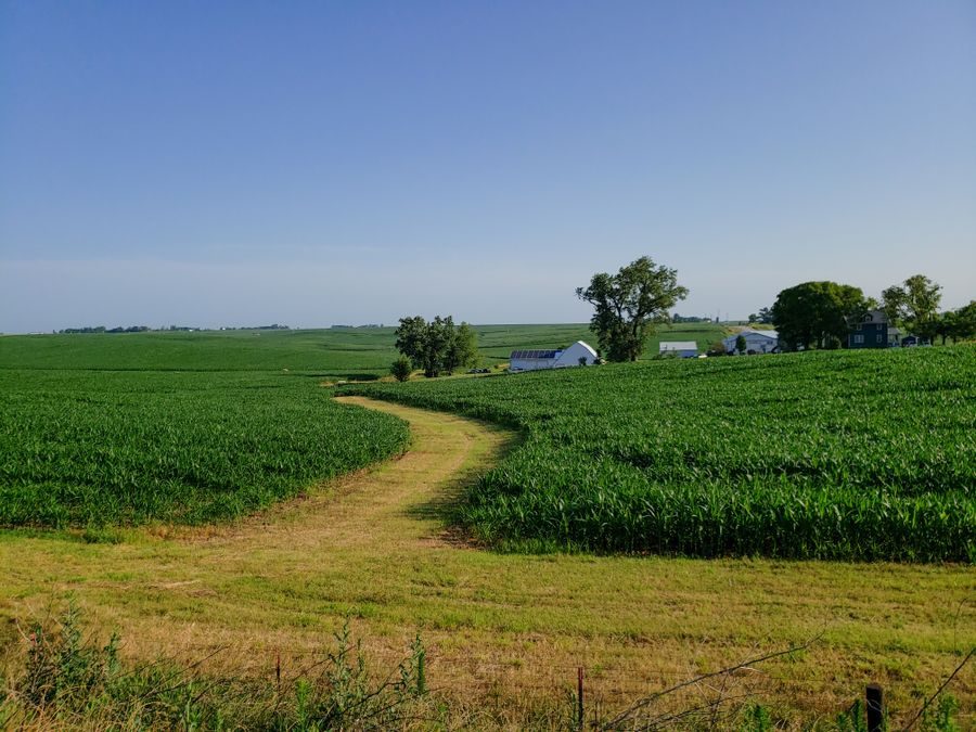 An Iowa corn field with a small family farmstead in the distance